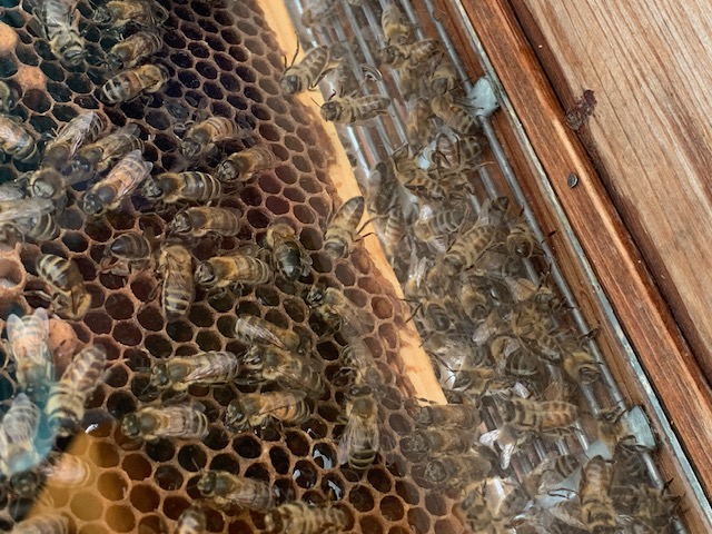 bees
