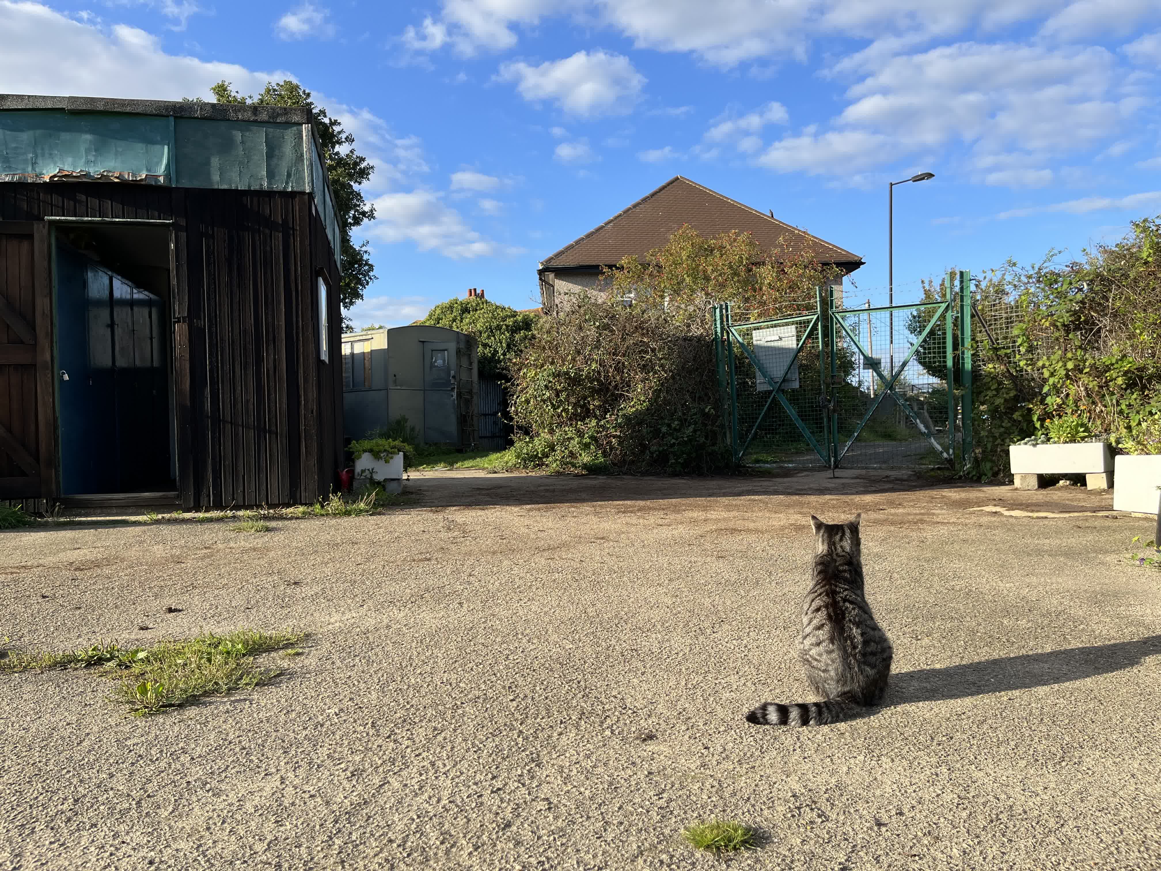 Cat