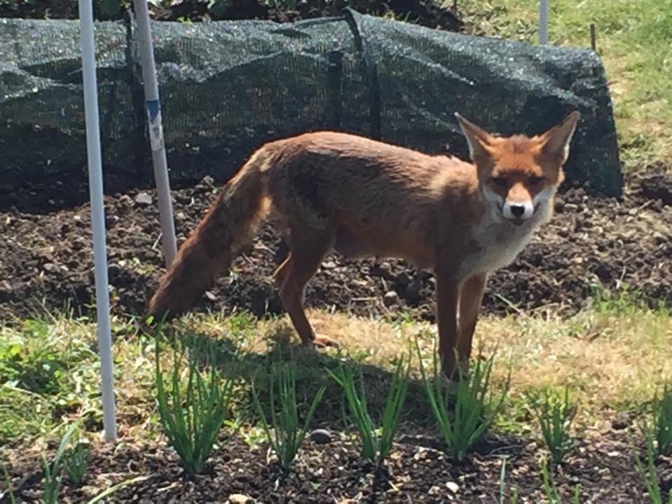 Fox 1