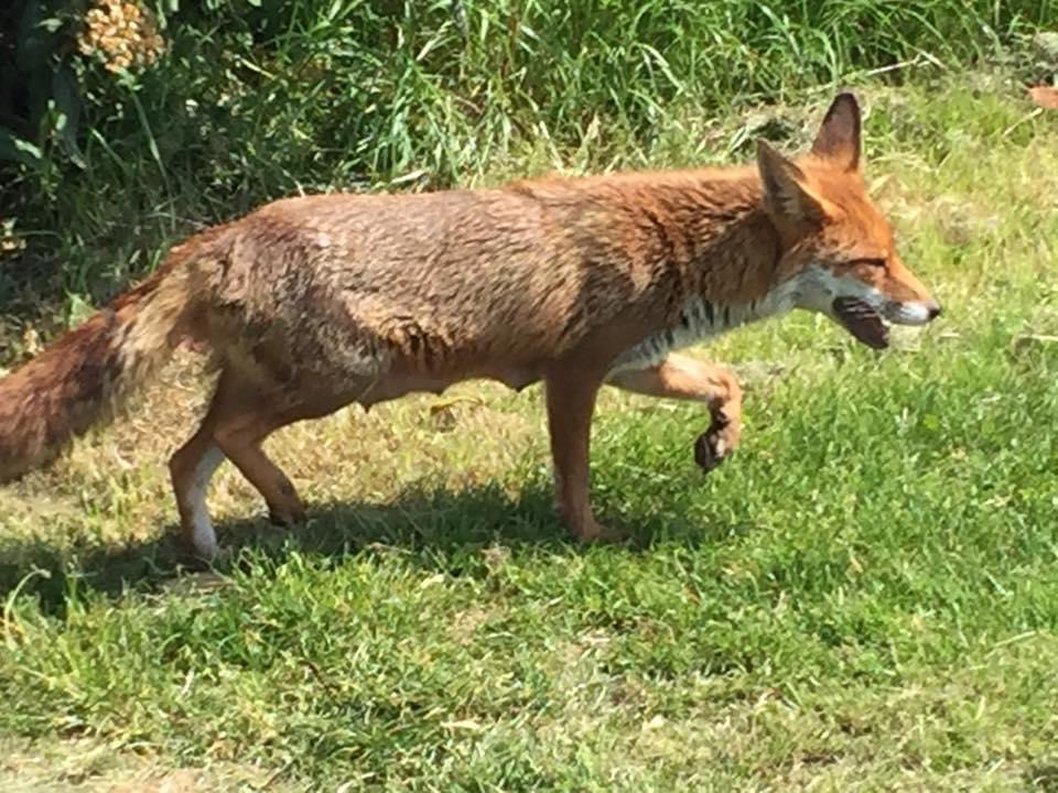 Fox 2