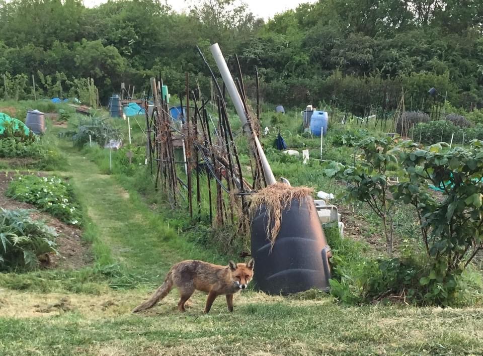 Fox 3