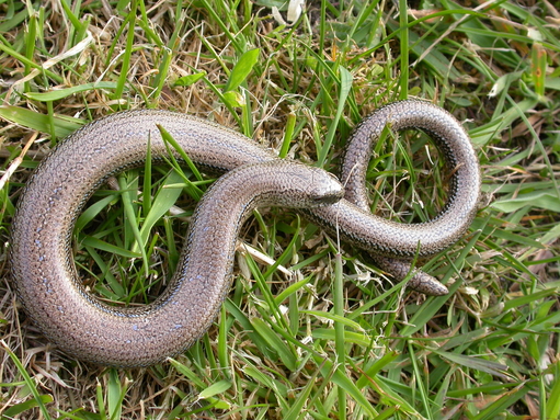 Slowworm