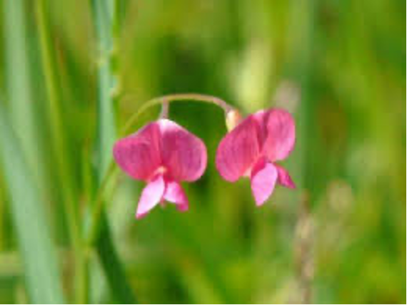 Vetchling